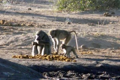 Botswana 2011-2796.jpg