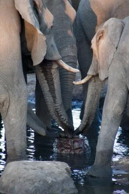 Botswana 2011-2014.jpg