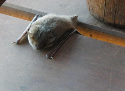 Fledermaus-URI÷©÷MR÷002.JPG
