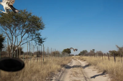 Botswana 2011-0250.jpg