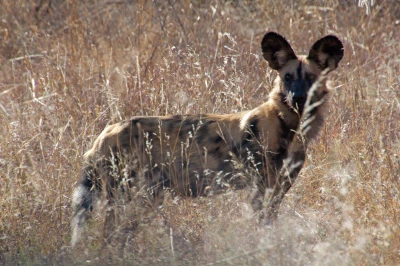 Botswana 2011-0460.jpg