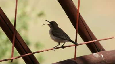 Rußnektarvogel-w-KIK÷©÷MR÷004.JPG